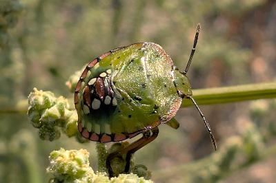 <i>Nezara viridula</i>