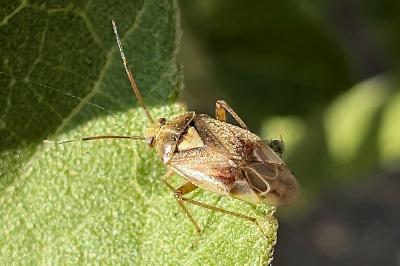 <i>Lygus rugulipennis</i>