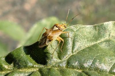 <i>Lygus pratensis</i>