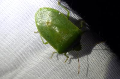 <i>Nezara viridula</i>
