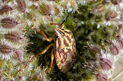 <i>Carpocoris purpureipennis</i>