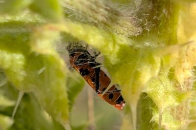 <i>Corizus hyoscyami</i>
