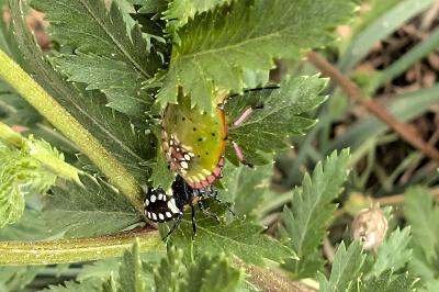 <i>Nezara viridula</i>