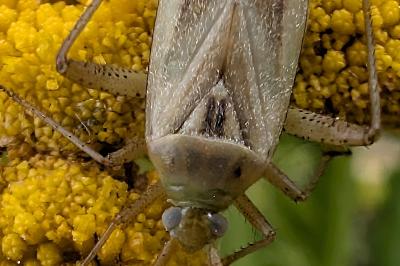 <i>Adelphocoris lineolatus</i>
