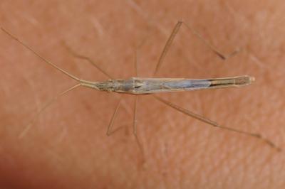 <i>Chorosoma schillingii</i>