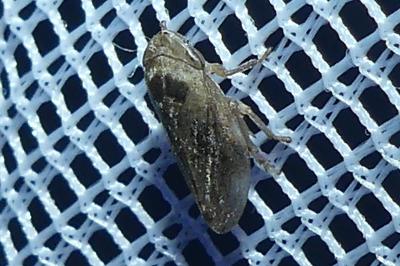 <i>Philaenus spumarius</i>