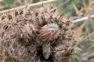 <i>Graphosoma italicum</i>