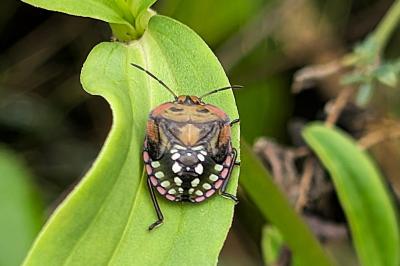 <i>Nezara viridula</i>
