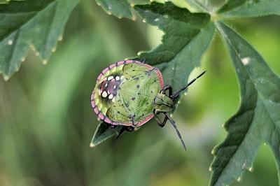 <i>Nezara viridula</i>