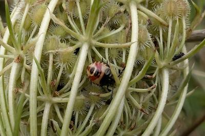<i>Carpocoris</i>