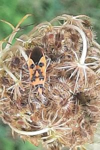<i>Corizus hyoscyami</i>