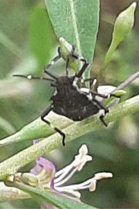 <i>Halyomorpha halys</i>