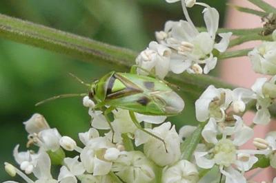 <i>Orthops campestris</i>