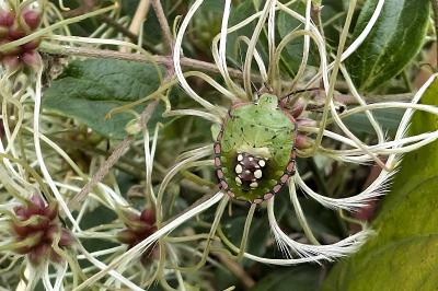 <i>Nezara viridula</i>