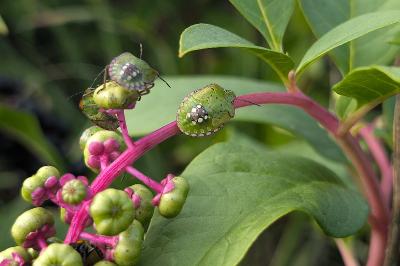 <i>Nezara viridula</i>