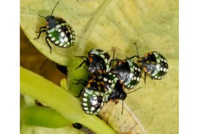 <i>Nezara viridula</i>