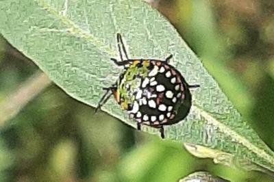 <i>Nezara viridula</i>