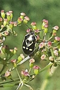 <i>Eurydema oleracea</i>