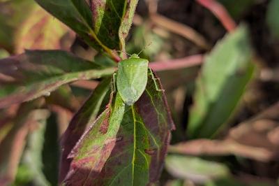 <i>Nezara viridula</i>