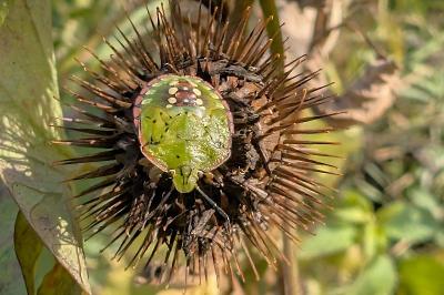 <i>Nezara viridula</i>