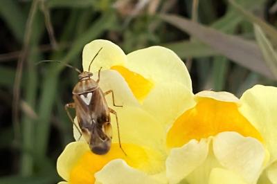 <i>Lygus pratensis</i>