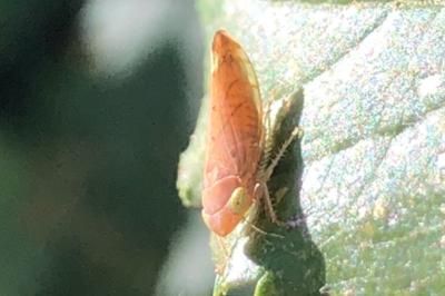 <i>Synophropsis lauri</i>
