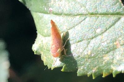 <i>Synophropsis lauri</i>