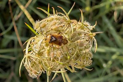 <i>Lygus pratensis</i>