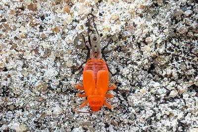 <i>Pyrrhocoris apterus</i>