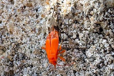 <i>Pyrrhocoris apterus</i>