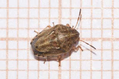 <i>Neottiglossa leporina</i>