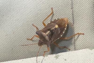 <i>Pentatoma rufipes</i>