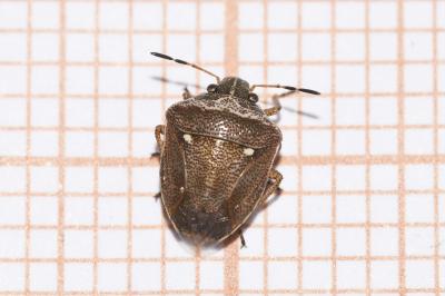 <i>Eysarcoris ventralis</i>