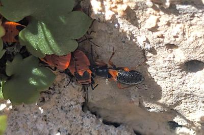 <i>Prostemma guttula</i>
