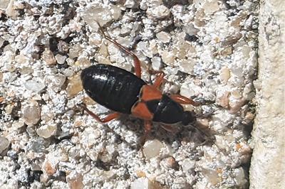 <i>Prostemma guttula</i>