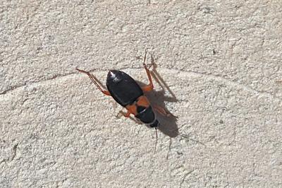 <i>Prostemma guttula</i>