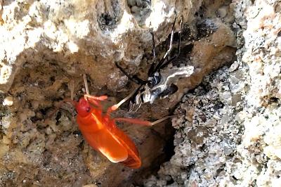 <i>Pyrrhocoris apterus</i>