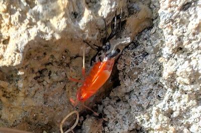 <i>Pyrrhocoris apterus</i>