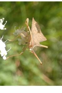 <i>Syromastus rhombeus</i>