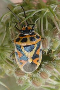 <i>Eurydema ornata</i>