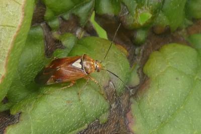 <i>Lygus pratensis</i>
