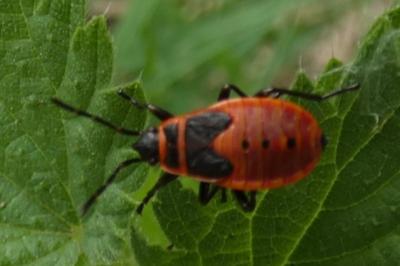 <i>Pyrrhocoris apterus</i>