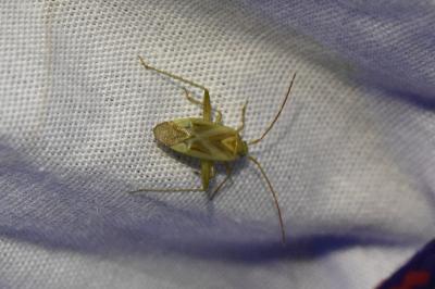 <i>Adelphocoris</i>