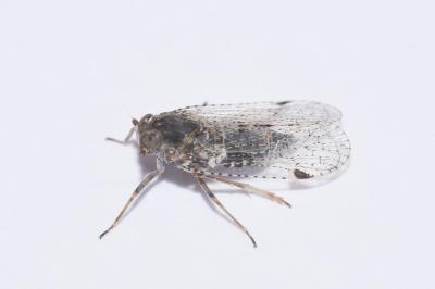 <i>Cixius</i>