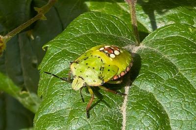 <i>Nezara viridula</i>