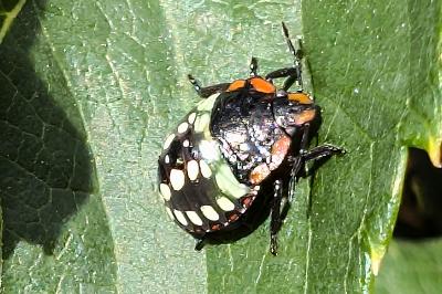 <i>Nezara viridula</i>