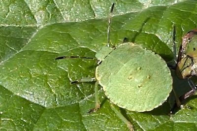<i>Palomena prasina</i>
