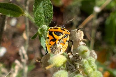 <i>Eurydema ornata</i>
