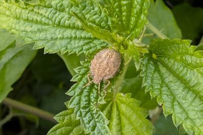 <i>Dolycoris baccarum</i>