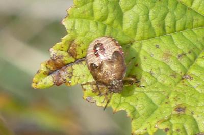 <i>Peribalus strictus</i>